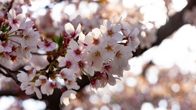 photos of sakura